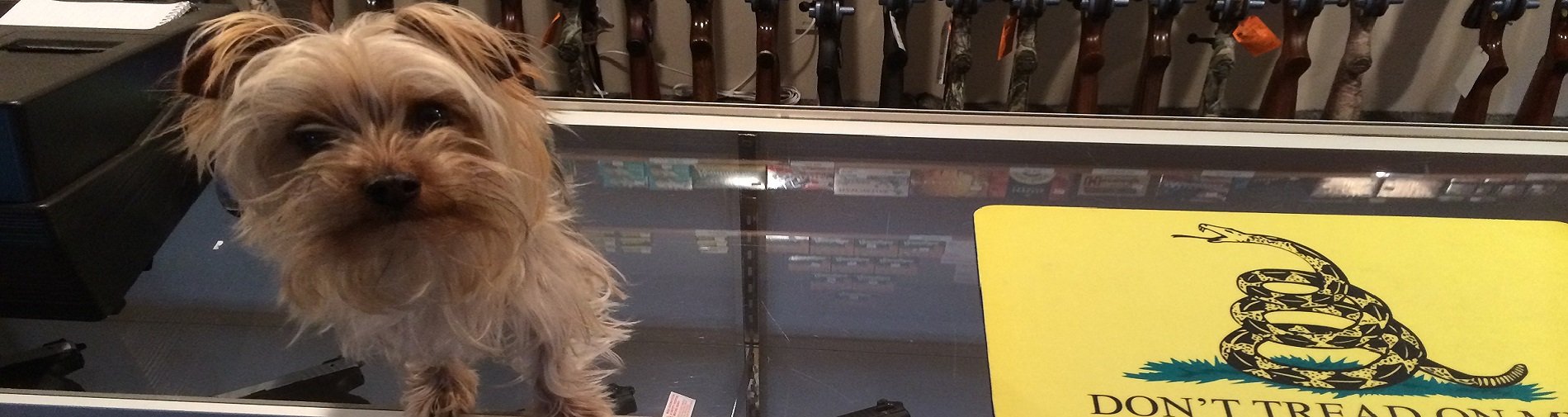 A small dog standing on the front counter of Shawsheen Firearms & Gunsmithing in Billerica, MA